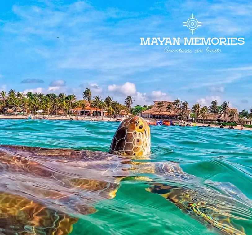 Sea turtle swimming at the surface off the beach in Akumal