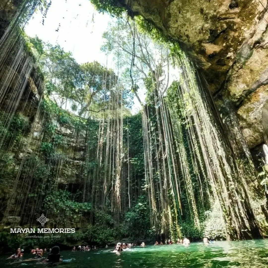 Cenote with hanging roots seen from the bottom