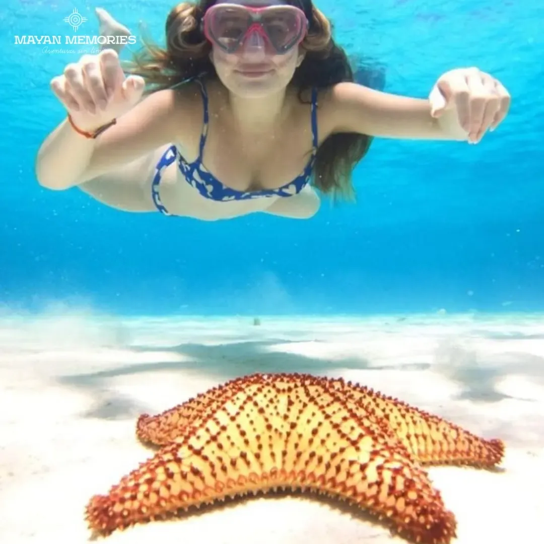 Swimmer and starfish in crystal-clear water