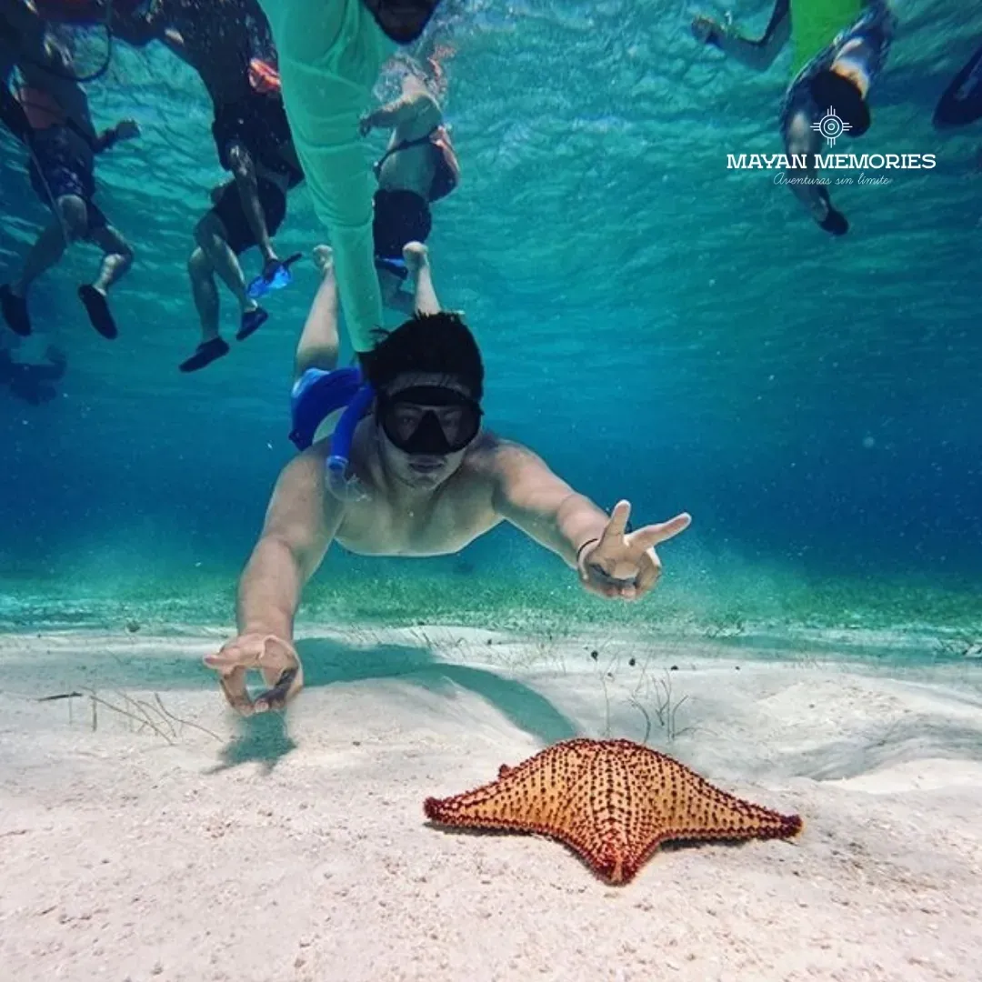 Person free diving next to a starfish
