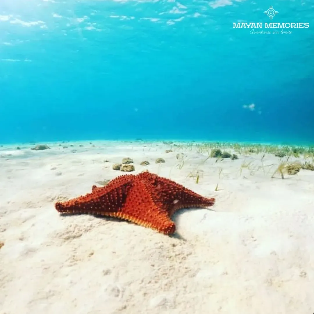 Red starfish on the white sandy seabed