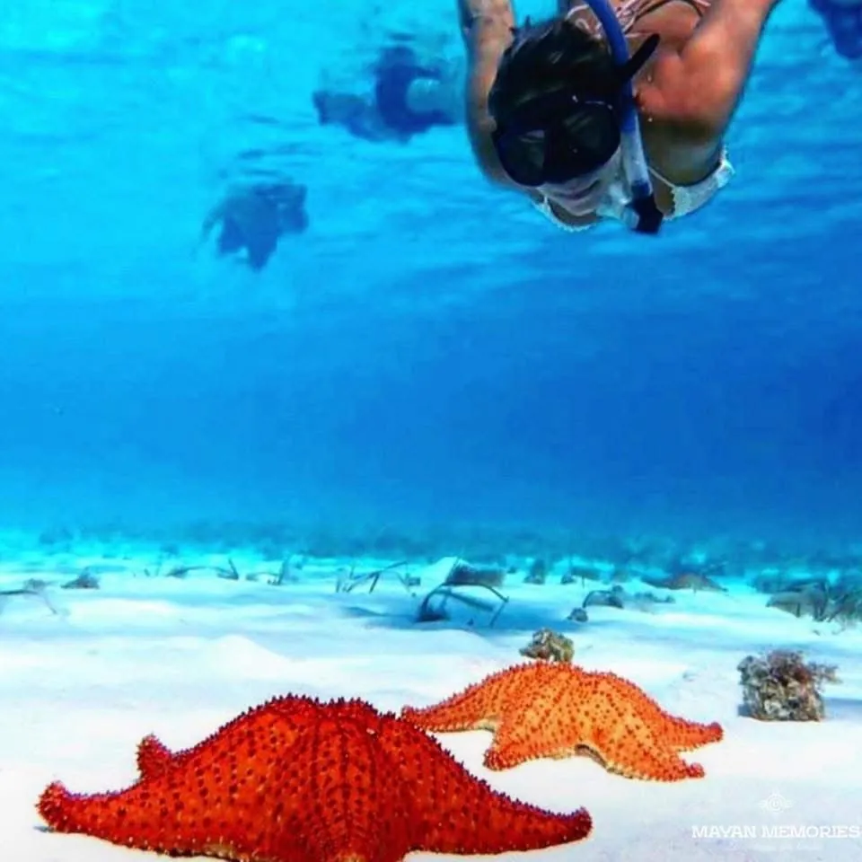 Swimmer above the seabed with a starfish