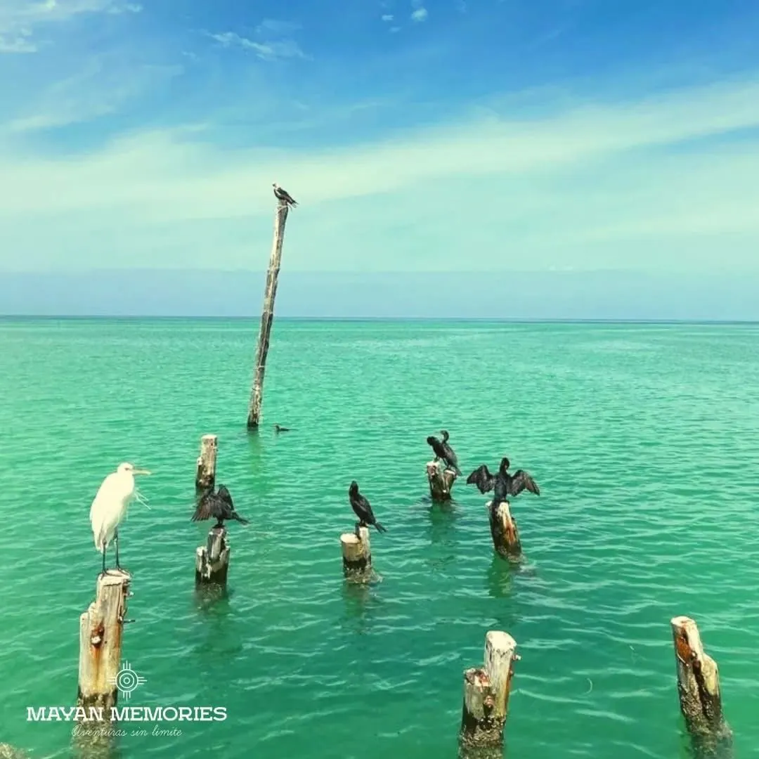 Pelicans and birds perched on posts in Holbox's green sea