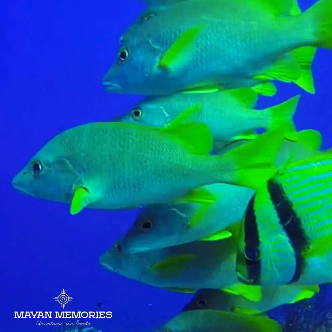 School of yellow and blue fish on the reef